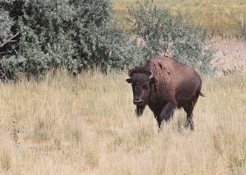 Bison : Antelope Island : Utah : Landscape Photos : Richard Moore : Photographer